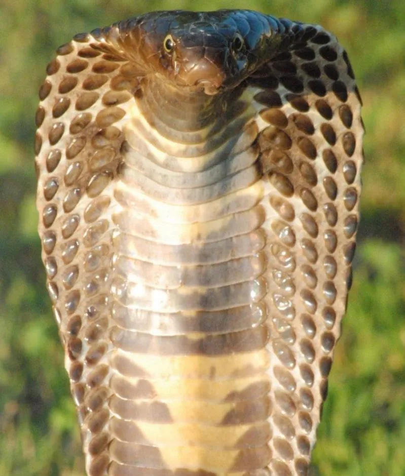 The Pakistan black cobra, a deadly predator of other snakes © University of Queensland