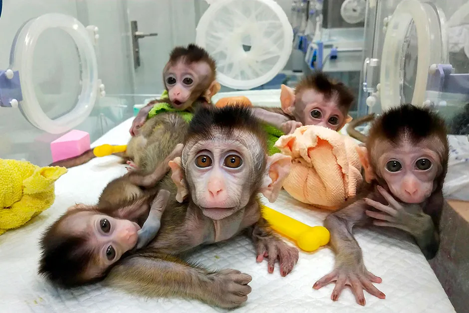 Cloned monkeys © Getty Images