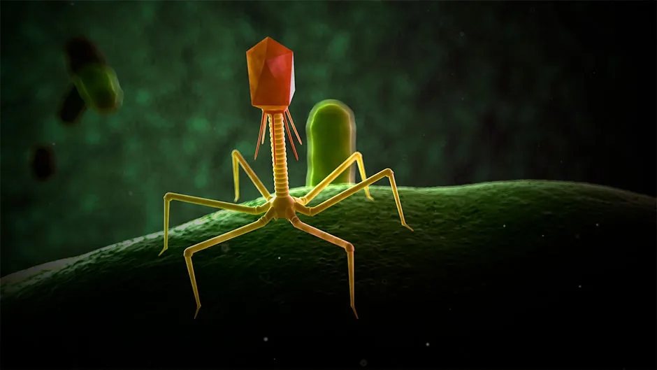 A virus known as a bacteriophage using it's legs to cling onto the surface of a bacteria© Getty Images
