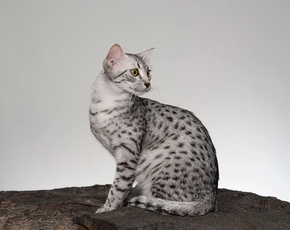 An Egyptian Mau cat © Getty Images