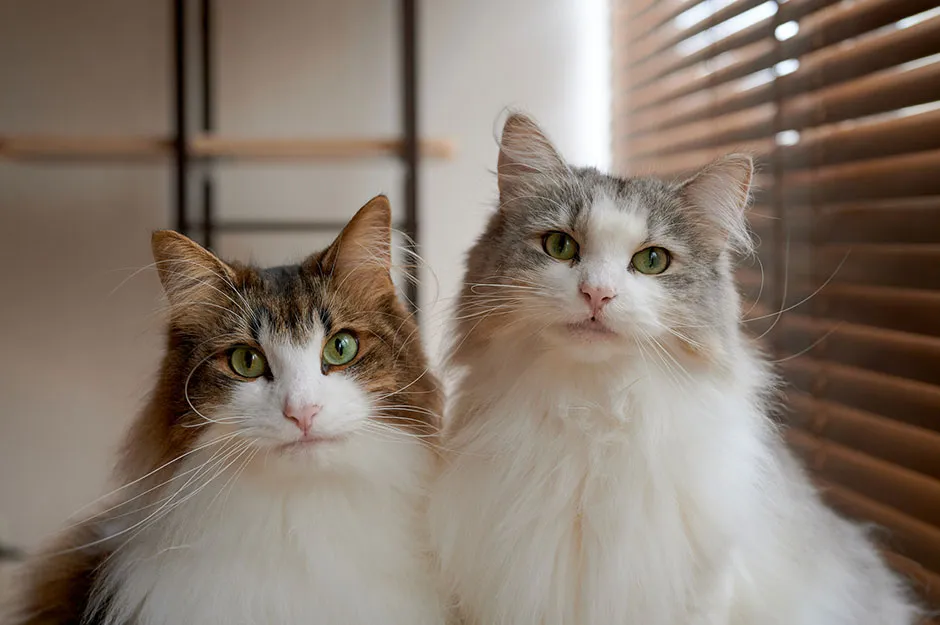 Norwegian forest cats, an example of 'mesocephalic' faces © Getty Images