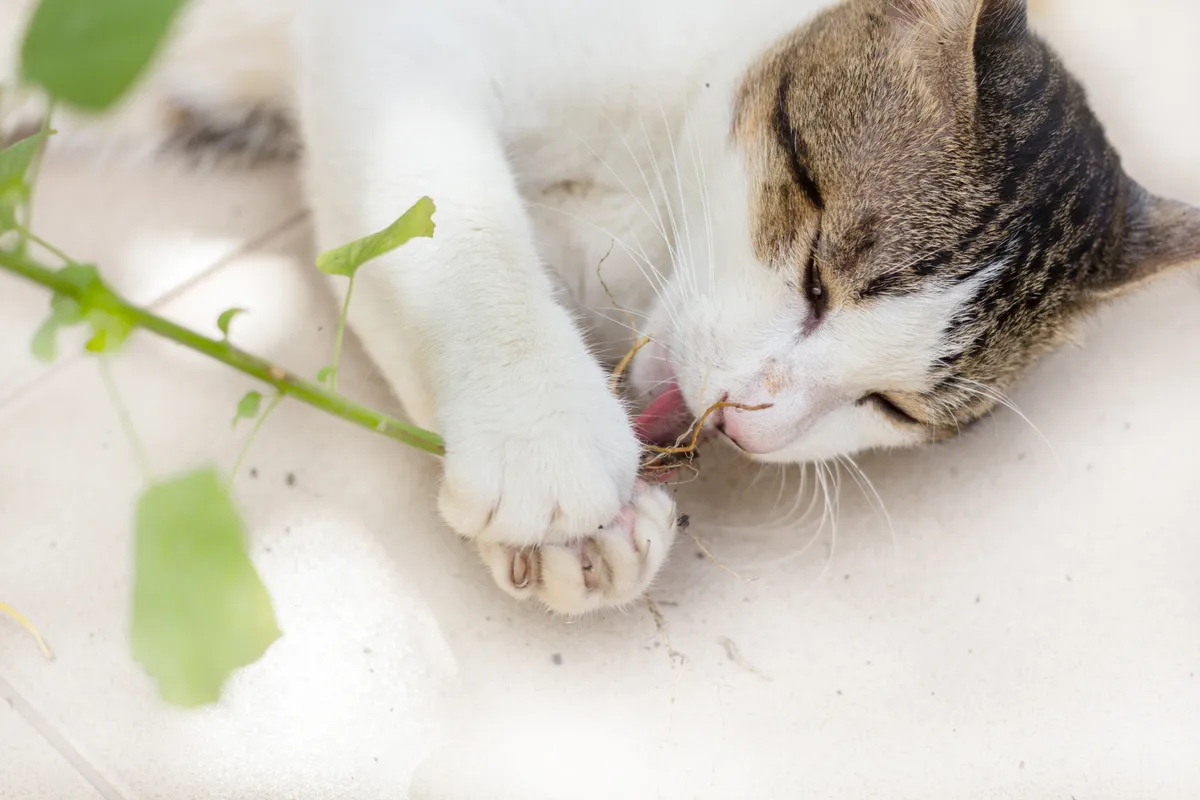 Grey and white cat playing with catnip plant © Getty Images