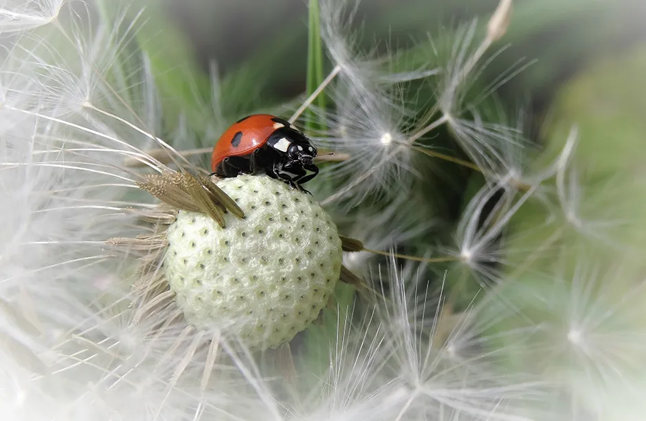 Ladybird on seedhead by Elizabeth Cooksey. Photographed in the UK