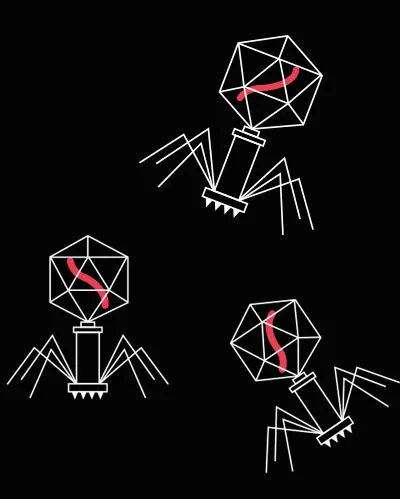 Free-floating bacteriophages