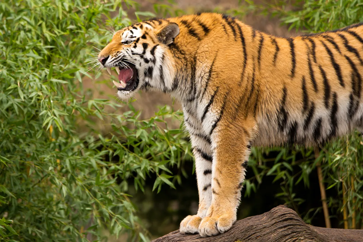 Angry looking tiger shows its teeth © Getty Images