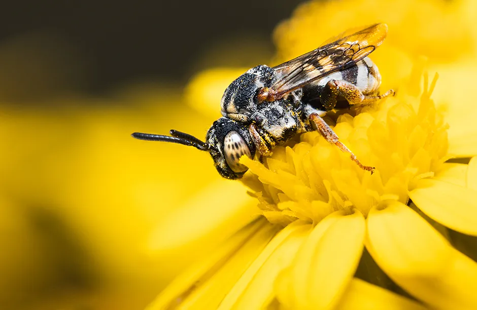 An Epeolus spp bee on common ragwort. Photographed in the UK.