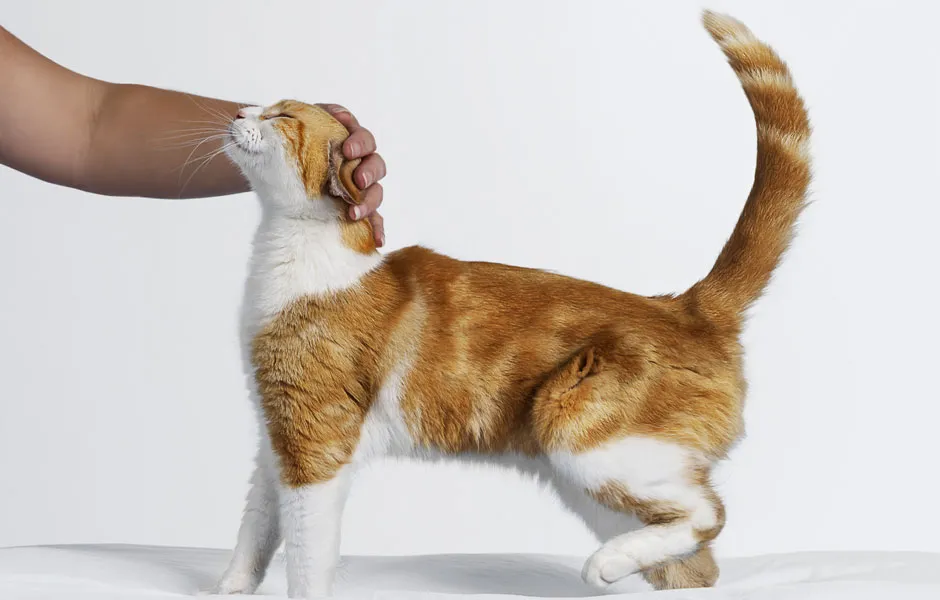 How to stroke a cat © Getty