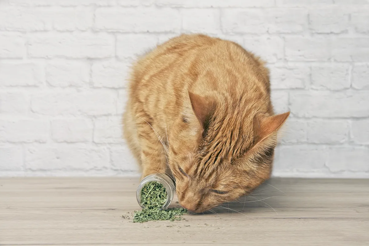 Cute ginger cat sniffing dried catnip © Getty Images