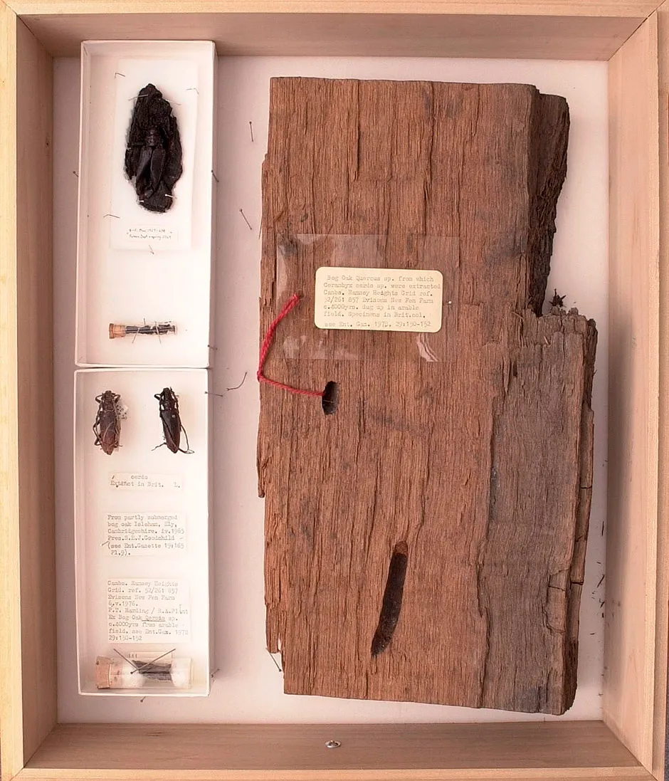 The beetles with the wood they were found in © Trustees of the Natural History Museum