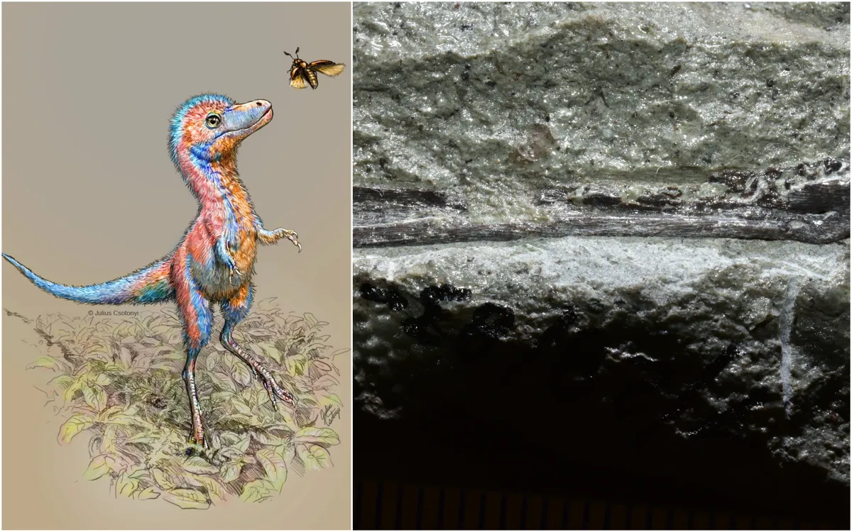 Artist's impression of baby tyrannosaur © Julius Csotonyi (l), picture of fossil remains of a baby tyrannosaur's jawbone © Dr Greg Funton (r)