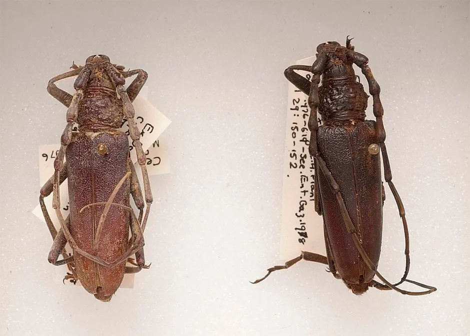 4,000-year-old Oak Capricorn beetles at the Natural History Museum © Trustees of the Natural History Museum/PA