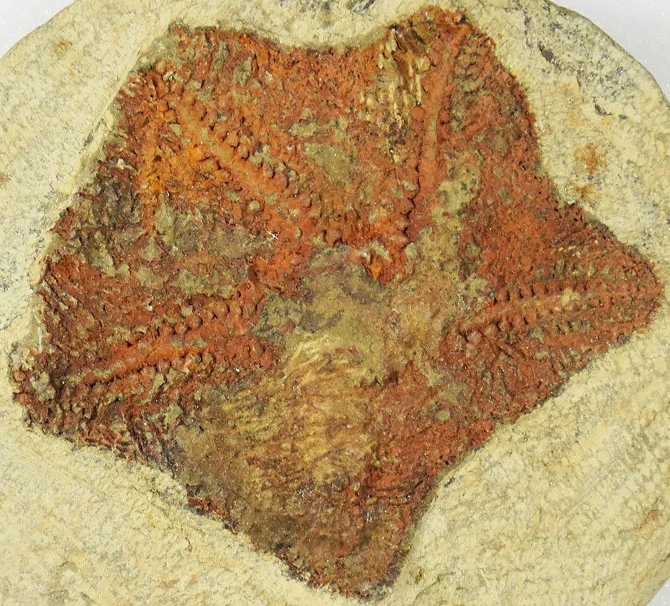 A fossil of the earliest starfish-like animal, called Cantabrigiaster fezouataensis, was discovered in Morocco © Yale University/PA