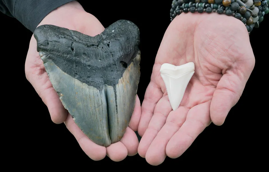 Megalodon sharks ate their siblings in the womb, new study suggests
