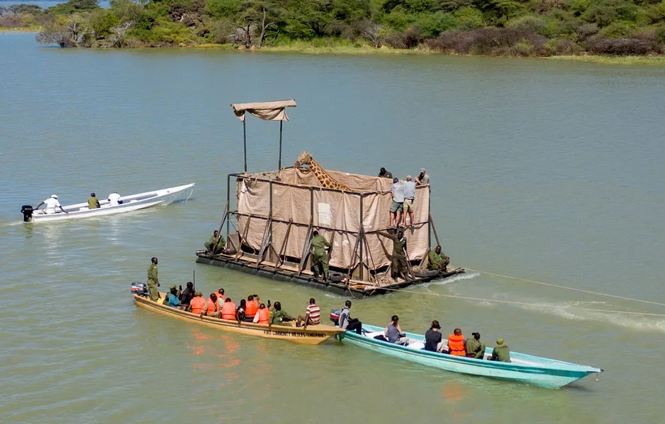 An aerial shot of a giraffe in the raft, accompanied by people in rowing boats © Save Giraffes Now