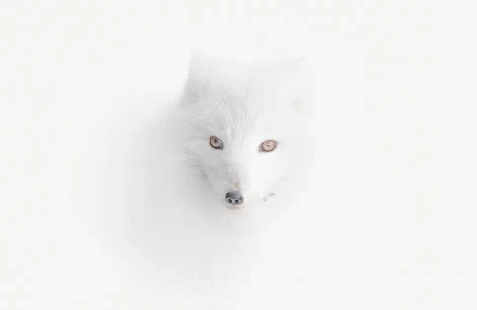 Arctic Fox photographed in Svalbard. 'Once on my expedition to Spitsbergen, there was a blizzard. Everything around was equally white. And suddenly I spotted this Arctic fox. He almost merged with the environment. Only his eyes and nose betrayed him'.