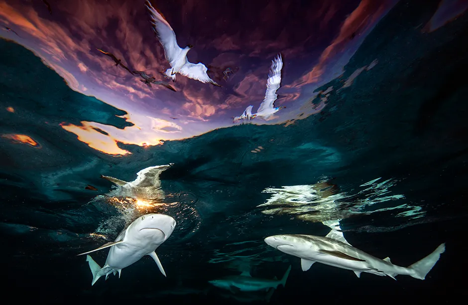 'Shark's Skylight'. Photographed in French Polynesia.