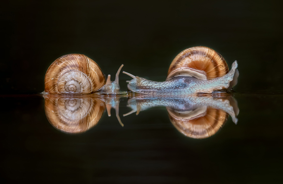 Bence Mate's Photography Hideout, Pushtadzell, Hungary While I was waiting in the hideout for the birds to fly to the pond to drink, I spotted this snail and was amazed by its perfect reflection.
