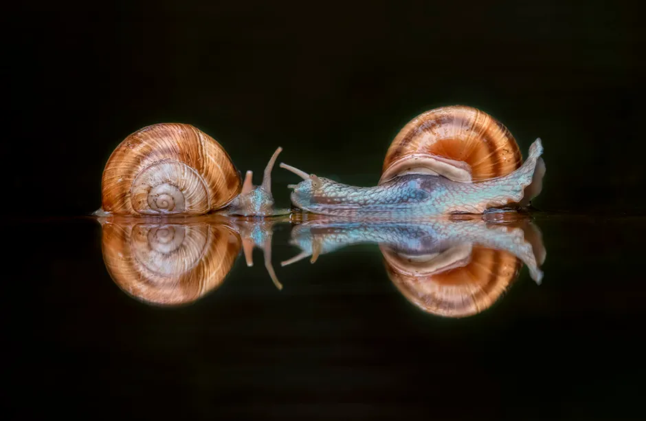Bence Mate's photography hide, Pusztaszer, Hungary I was in a hide waiting for the birds fly to the pond to drink when I spotted this snail, and its perfect reflection amazed me.