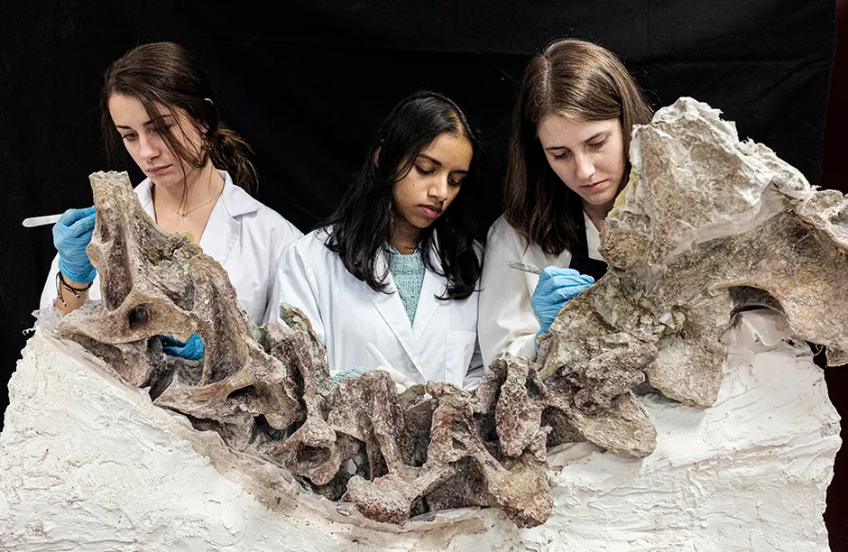 Three students from the Complutense University of Madrid are working on the restoration and conservation of a titanosaur bone from Lo Hueco, the largest dinosaur site ever found in the Iberian Peninsula and one of the largest in Europe. More than 10.000 pieces have been extracted from a single area in Cuenca, Spain.