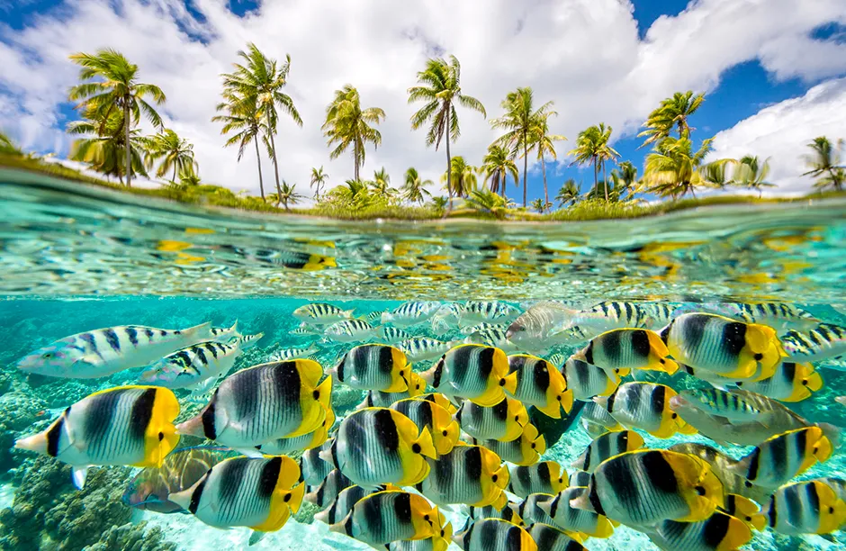 Taha’a Island, Tahiti A school of Pacific Double-saddle Butterfly Fish (chaetodon ulietensis) along with many other aquatic species rush by in a flurry of activity in Le Taha'a's amazing lagoon.