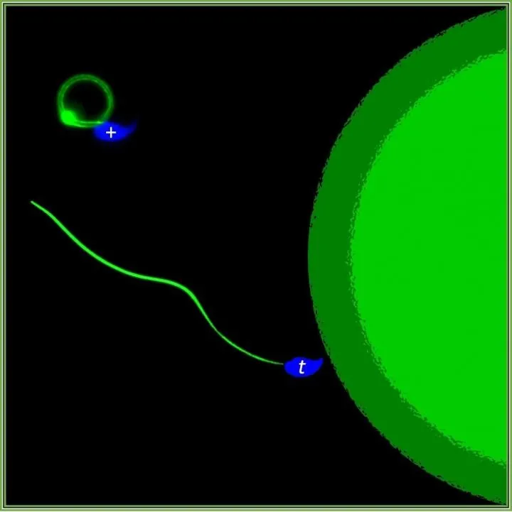 One sperm swims straight towards the egg, while another swims in circles © MPI f. Molecular Genetics/ Alexandra Amaral