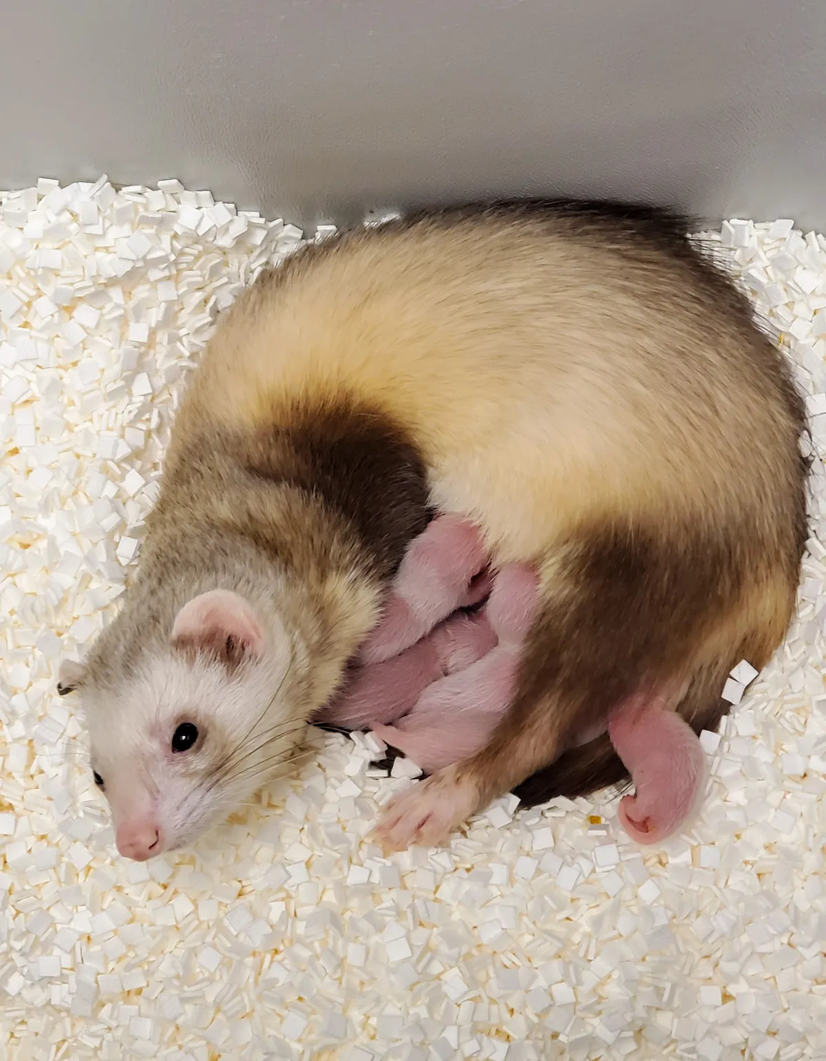 Elizabeth Ann, the first cloned black-footed ferret and first-ever cloned U.S. endangered species, with her domestic ferret siblings and surrogate mother © USFWS National Black-footed Ferret Conservation Center