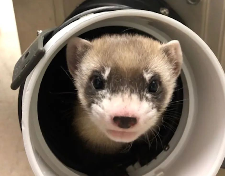 Endangered ferret cloned from specimen frozen for 30 years © USFWS National Black-footed Ferret Conservation Center