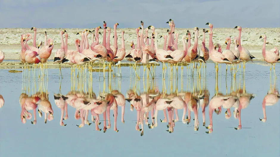Andean flamingos © BBC/Humble BeeFilms/SeaLight Pictures