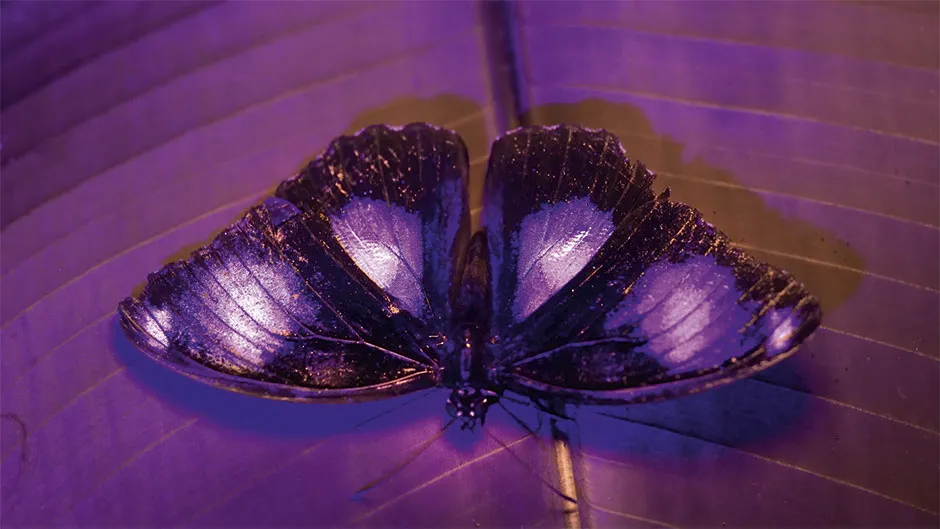 Blue-moon butterfly © BBC/Humble BeeFilms/SeaLight Pictures