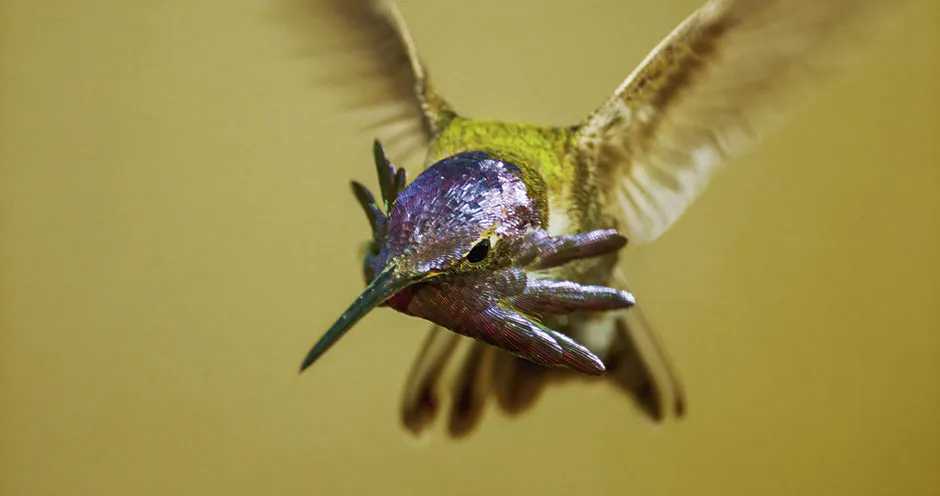 Closeup of Costa's hummingbird © BBC/Humble BeeFilms/SeaLight Pictures