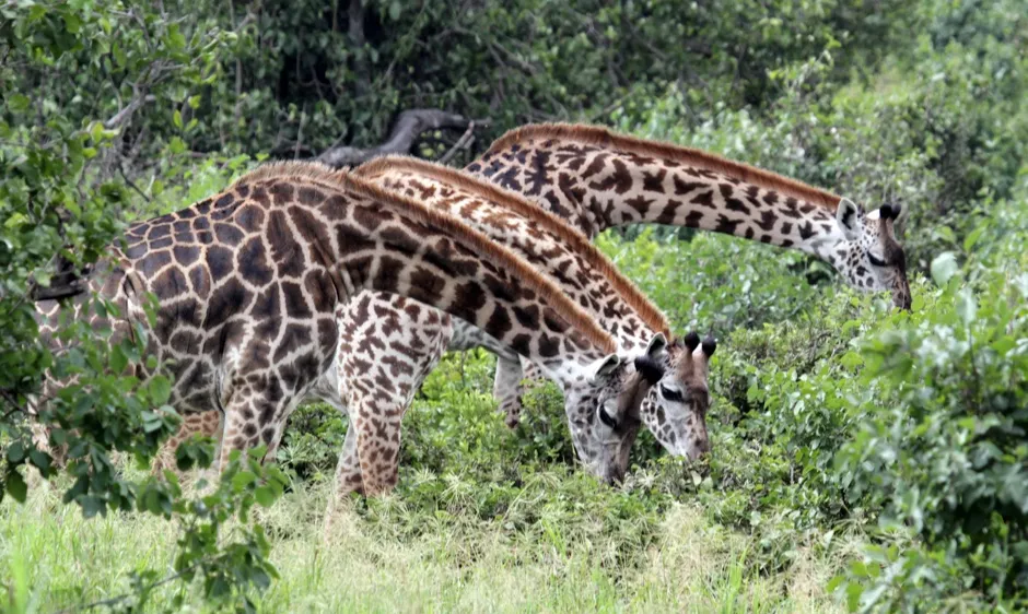 Female giraffes share information about food sources ©Derek Lee