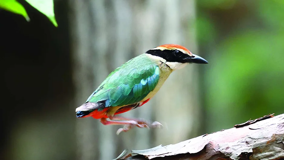 Why do some birds hop and others walk? - BBC Science Focus Magazine