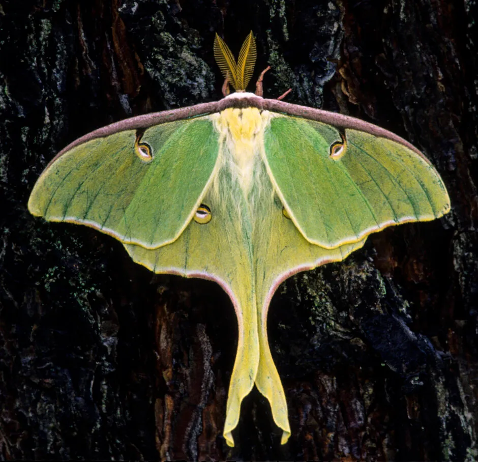 Luna Moth (Actias luna) © Getty Images