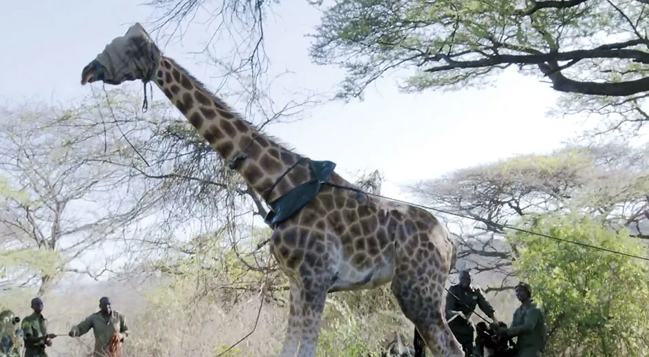 A giraffe being prepared for the trip © Save Giraffes Now