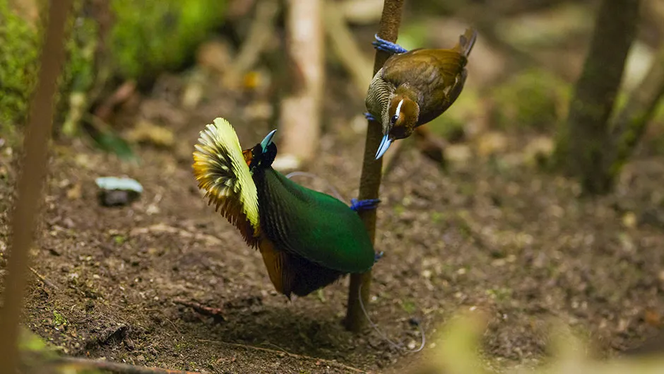 Magnificent bird-of-paradise performing a mating dance © BBC/Humble BeeFilms/SeaLight Pictures