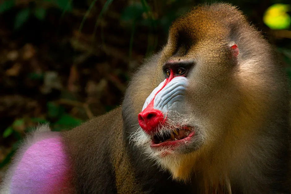 Mandrill © BBC/Humble BeeFilms/SeaLight Pictures