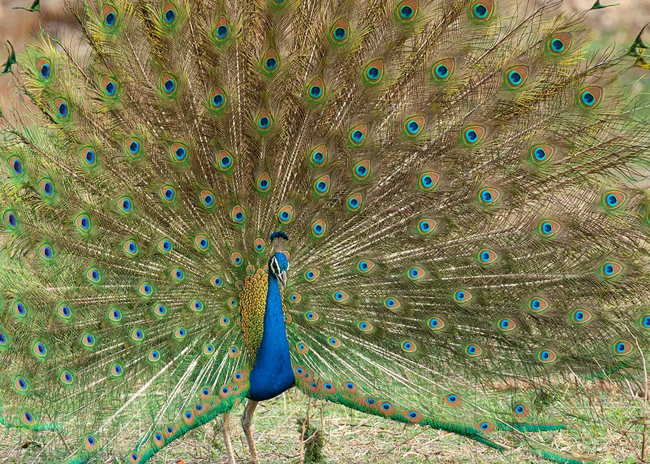 Peacock © BBC/Humble BeeFilms/SeaLight Pictures