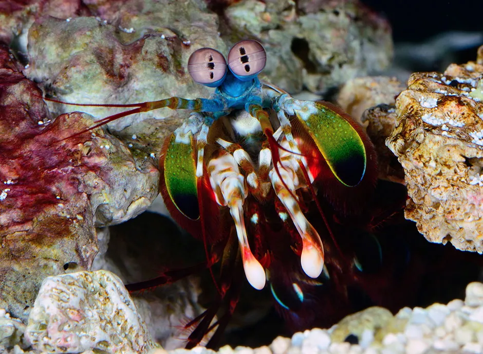 Peacock mantis shrimp © BBC/Humble Bee Films/SeaLight Pictures/Roy Caldwell