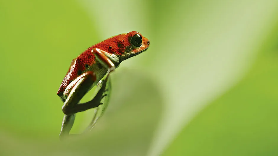 Poison dart frog © BBC/Humble BeeFilms/SeaLight Pictures