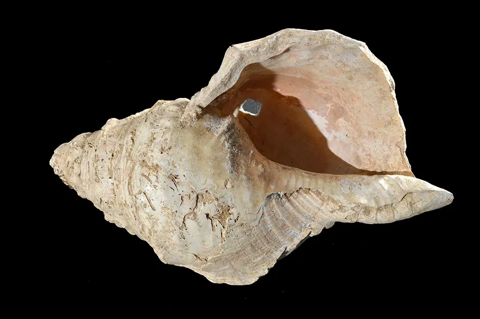 The Marsoulas Conch Shell © Carole Fritz et al. 2021