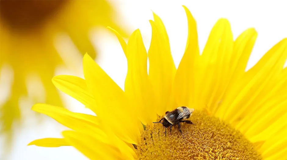 A bee on a sunflower © Martin Rickett/PA