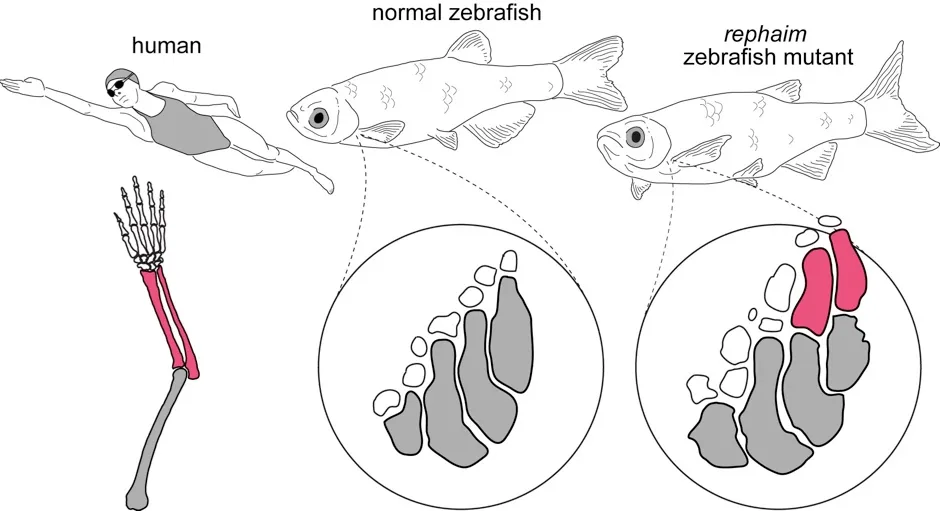 Human limbs have multiple long bones that articulate end on end (left). Normal zebrafish, on the other hand, a diminutive fin skeleton (middle). The mutant zebrafish that grew new bones away from the body (right). The new mutant bones develop using the same genes used to make the forearm (pink in left and right skeletons)