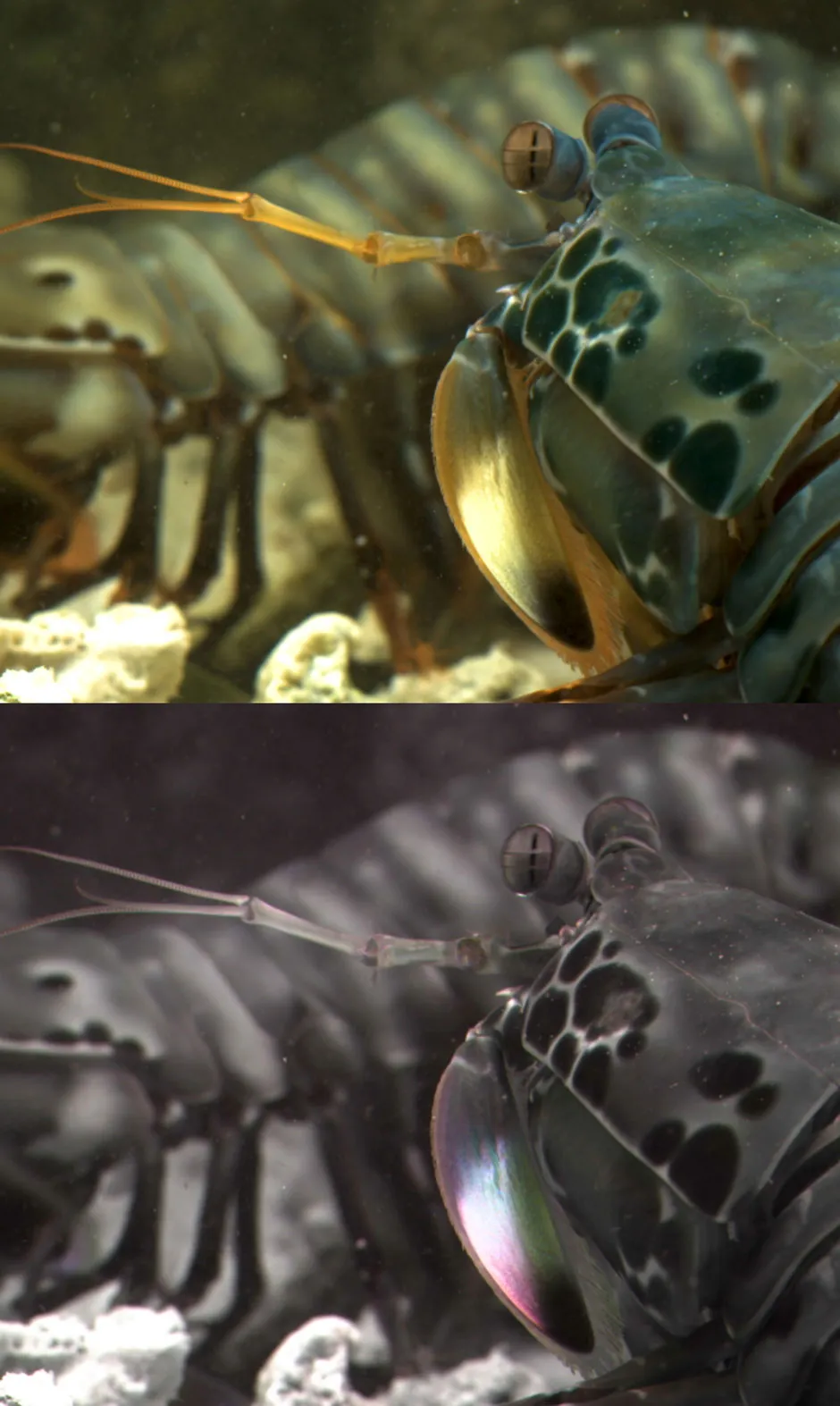 Mantis Shrimp © BBC