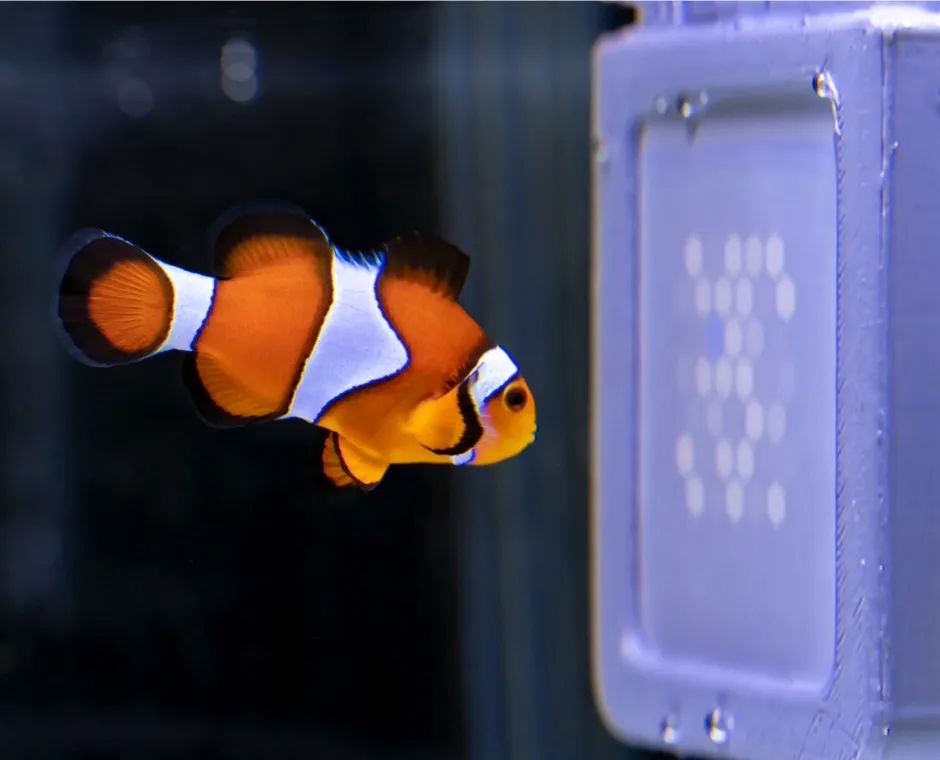 Clownfish watching UV television