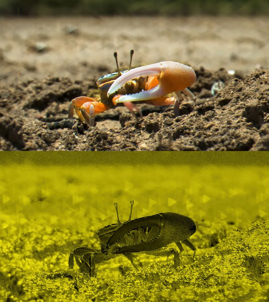 A fiddler crab seen in normal (top image) and polarised light (below) © BBC