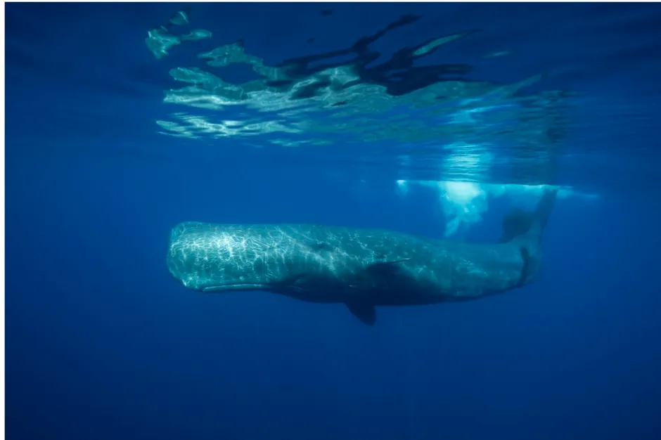 Male sperm whale