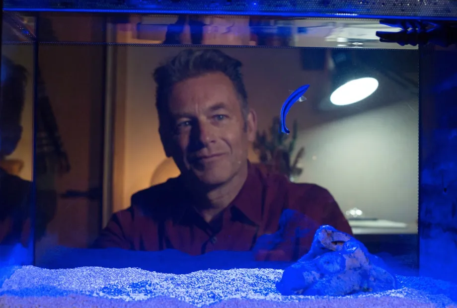 Chris Packham with a Blue Streak Cleaner Wrasse, a species that recently passed the Mirror Test used to infer self-awareness © BBC/Lucy Bowden