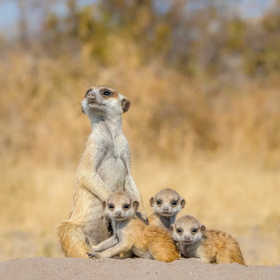 A meerkat 'babysitter' with three pups in the Kalahari Desert, Botswana © BBC/Klein & Hubert/NPL