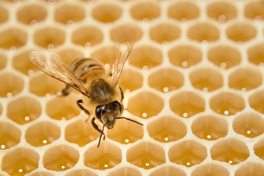 Honeybees build honeycomb very efficiently and accurately © BBC/Solvin Zanki/NPL