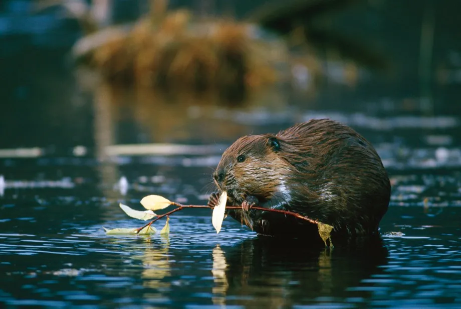 In episode three, beavers create dams to avoid predators and store food © BBC/Michael Quinton/NPL